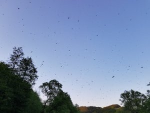 20180505_201651(0).jpg