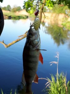 IMG-20180506-WA0005.jpg