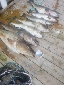 IMG-20180514-WA0007.jpg IMG-20180514-WA0007.jpg