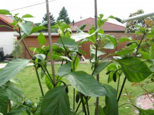 IMG_5874.JPG IMG_5874.JPG