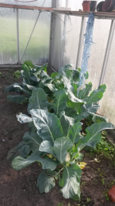 upload_2018-5-22_20-2-7.png upload_2018-5-22_20-2-7.png