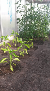 upload_2018-5-22_20-2-59.png upload_2018-5-22_20-2-59.png