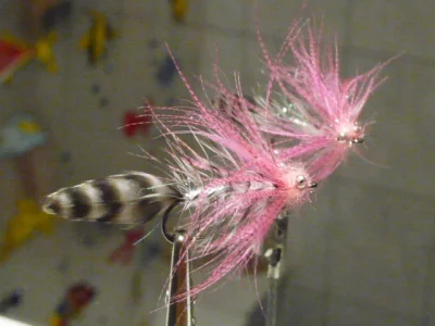 Polarmagnus.webp Polarmagnus.webp