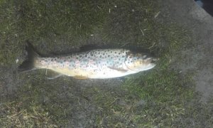 20180601_101544.jpg 20180601_101544.jpg