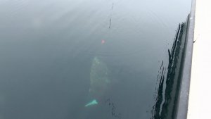 32555D13-D221-4558-AAE0-C7A184C19570.jpeg