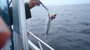 P6060507.JPG P6060507.JPG