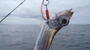 P6060511.JPG P6060511.JPG