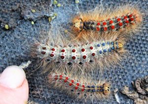 IMG_5305-2.jpg IMG_5305-2.jpg