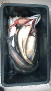 IMG-20180612-WA0001.jpg IMG-20180612-WA0001.jpg