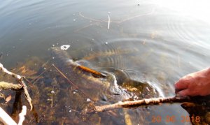 DSCN2828-2.jpg DSCN2828-2.jpg