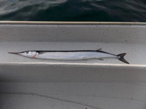 innfjorden 2018 099.JPG