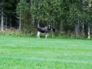 IMG_20180915_062611.jpg