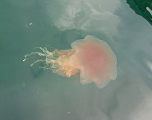 DSC_1823~2.JPG