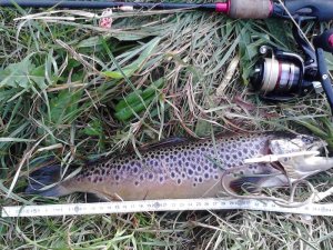 3 43er meFo-Milchner 17-10-18.jpg