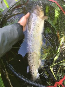 9 63 cm 2,2 Kilo 18-10-2018.jpg 9 63 cm 2,2 Kilo 18-10-2018.jpg