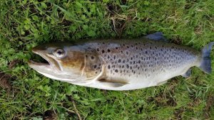 9 b 63 cm 2,2Kilo 18-10-2018 - MeFo.jpg 9 b 63 cm 2,2Kilo 18-10-2018 - MeFo.jpg