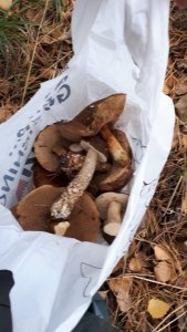 IMG-20181027-WA0001.jpg IMG-20181027-WA0001.jpg