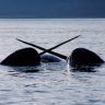 Narwhals