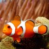 Clownfisch