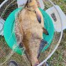 Fabangler