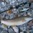 fisch371