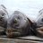 Kippe