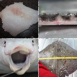 Fotos Juni/Juli 09 Snekvika