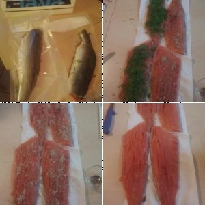 Weihnachtslachs 2013