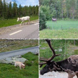 mit Leo durch Norwegen