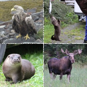 Tiere