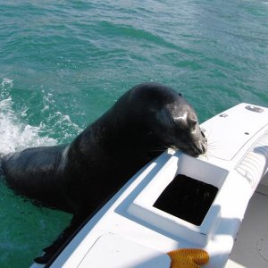 Jose "the Sealion"