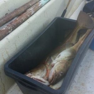 Fischkiste