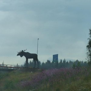 Elch