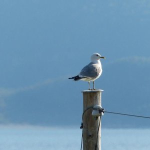 Die Möwe