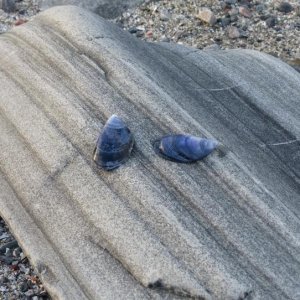 Muscheln 2