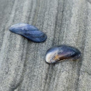 Muscheln 1