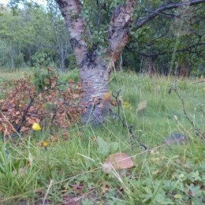 Pilz 1