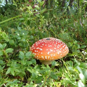 Fliegenpilz