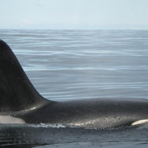 orca