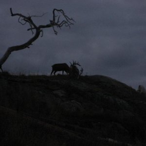 IMG 2718
