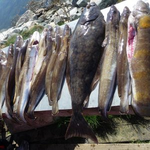 kleine Fischstrecke