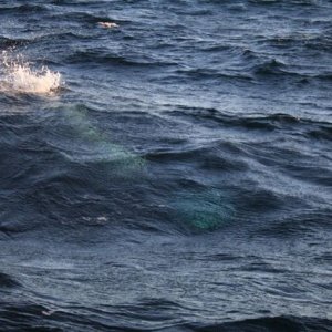 IMG 20140119 WA0001