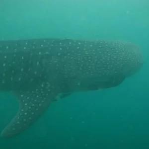 whaleshark
