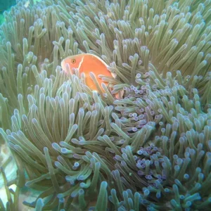 pink anemone fish