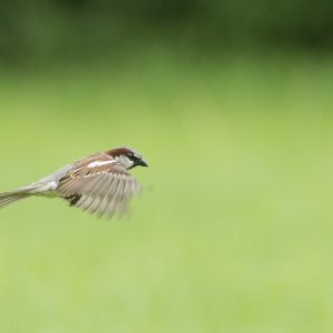 20130622-DSC08978.jpg