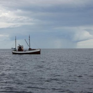 Auch er braucht den Fisch