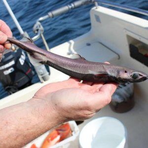 Der Schwarze Dornhai kann zur Plage werden, sieht aber schön aus.