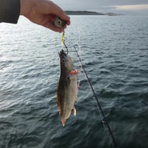 wer große Fische fangen will, braucht große Köder