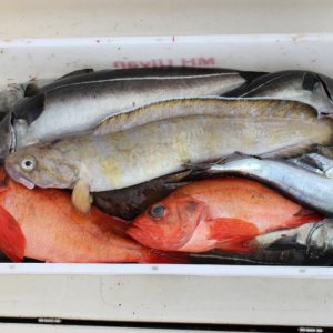 Bunte Fischkiste, da lacht das Anglerherz