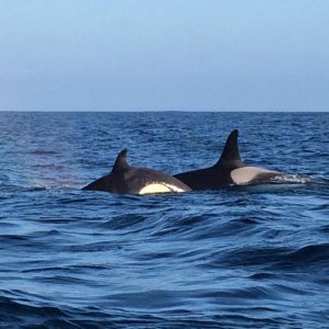 IMG 20140915 WA0016